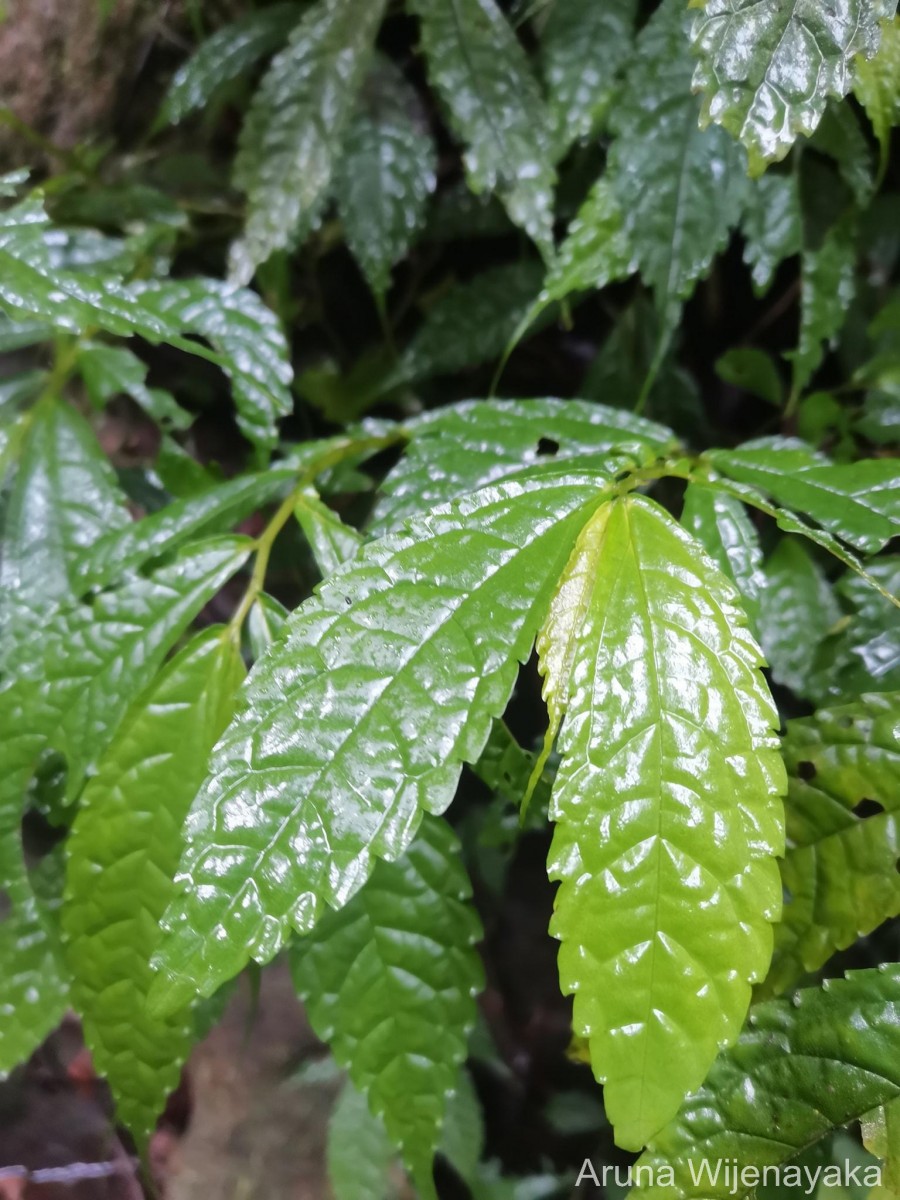 Elatostema acuminatum (Poir.) Brongn.